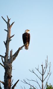 Preview wallpaper eagle, bird, tree, watching, wildlife