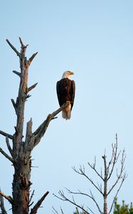 Preview wallpaper eagle, bird, tree, watching, wildlife