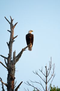 Preview wallpaper eagle, bird, tree, watching, wildlife