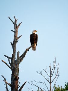Preview wallpaper eagle, bird, tree, watching, wildlife