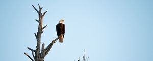 Preview wallpaper eagle, bird, tree, watching, wildlife