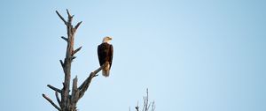 Preview wallpaper eagle, bird, tree, watching, wildlife