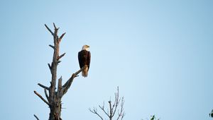 Preview wallpaper eagle, bird, tree, watching, wildlife