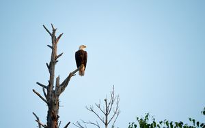 Preview wallpaper eagle, bird, tree, watching, wildlife