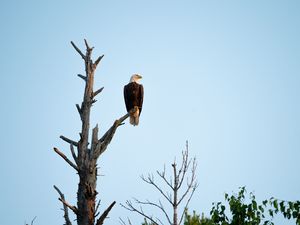 Preview wallpaper eagle, bird, tree, watching, wildlife