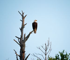 Preview wallpaper eagle, bird, tree, watching, wildlife