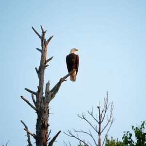 Preview wallpaper eagle, bird, tree, watching, wildlife
