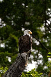 Preview wallpaper eagle, bird, watching, tree, leaves, branches