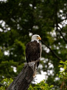 Preview wallpaper eagle, bird, watching, tree, leaves, branches