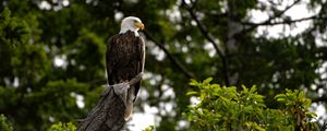 Preview wallpaper eagle, bird, watching, tree, leaves, branches