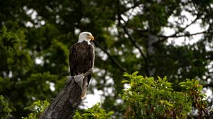 Preview wallpaper eagle, bird, watching, tree, leaves, branches