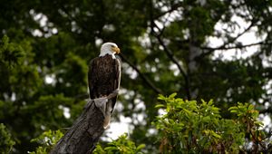 Preview wallpaper eagle, bird, watching, tree, leaves, branches
