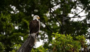 Preview wallpaper eagle, bird, watching, tree, leaves, branches