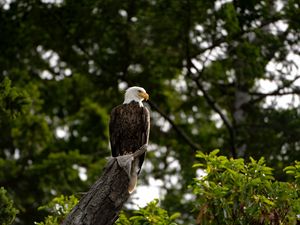 Preview wallpaper eagle, bird, watching, tree, leaves, branches