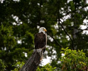 Preview wallpaper eagle, bird, watching, tree, leaves, branches