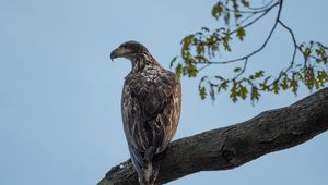 Preview wallpaper eagle, bird, watching, tree, branch