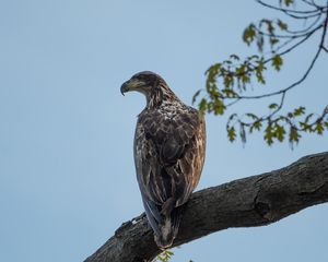 Preview wallpaper eagle, bird, watching, tree, branch