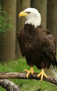 Preview wallpaper eagle, bird, watching, wildlife