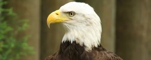 Preview wallpaper eagle, bird, watching, wildlife