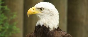Preview wallpaper eagle, bird, watching, wildlife
