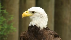 Preview wallpaper eagle, bird, watching, wildlife