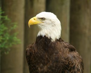 Preview wallpaper eagle, bird, watching, wildlife