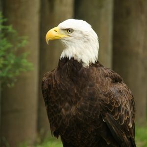 Preview wallpaper eagle, bird, watching, wildlife