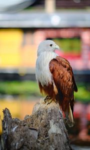 Preview wallpaper eagle, bird, white, brown, wildlife