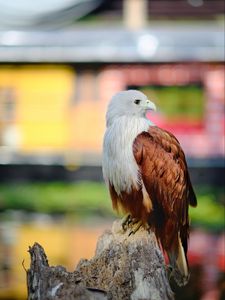 Preview wallpaper eagle, bird, white, brown, wildlife