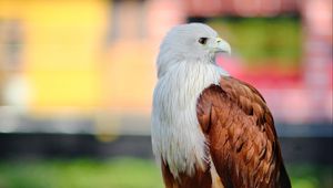 Preview wallpaper eagle, bird, white, brown, wildlife