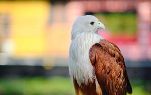 Preview wallpaper eagle, bird, white, brown, wildlife