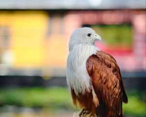 Preview wallpaper eagle, bird, white, brown, wildlife