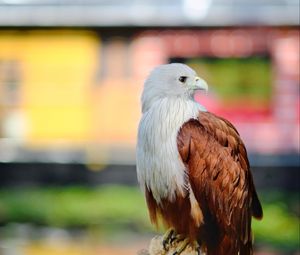 Preview wallpaper eagle, bird, white, brown, wildlife