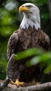 Preview wallpaper eagle, bird, wildlife, beak, blur