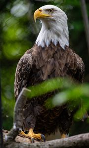 Preview wallpaper eagle, bird, wildlife, beak, blur