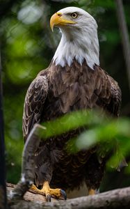 Preview wallpaper eagle, bird, wildlife, beak, blur