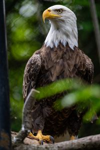 Preview wallpaper eagle, bird, wildlife, beak, blur