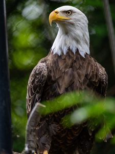 Preview wallpaper eagle, bird, wildlife, beak, blur