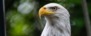 Preview wallpaper eagle, bird, wildlife, beak, blur