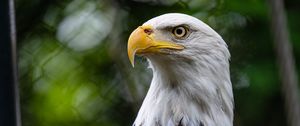 Preview wallpaper eagle, bird, wildlife, beak, blur