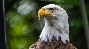 Preview wallpaper eagle, bird, wildlife, beak, blur