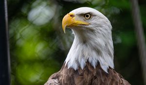 Preview wallpaper eagle, bird, wildlife, beak, blur