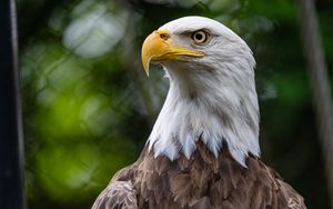 Preview wallpaper eagle, bird, wildlife, beak, blur