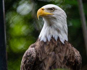 Preview wallpaper eagle, bird, wildlife, beak, blur