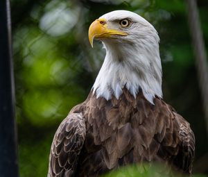 Preview wallpaper eagle, bird, wildlife, beak, blur