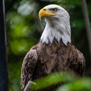 Preview wallpaper eagle, bird, wildlife, beak, blur