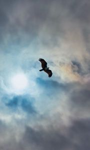 Preview wallpaper eagle, bird, wings, flight, clouds, sky