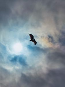 Preview wallpaper eagle, bird, wings, flight, clouds, sky