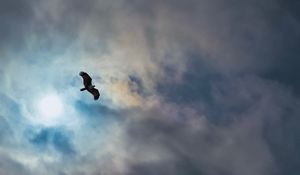 Preview wallpaper eagle, bird, wings, flight, clouds, sky