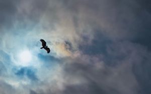 Preview wallpaper eagle, bird, wings, flight, clouds, sky